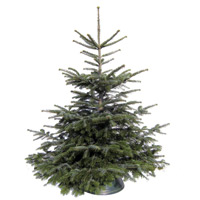 Weihnachtsbaum-Shop 